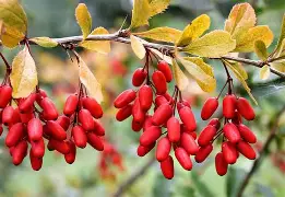 berberine