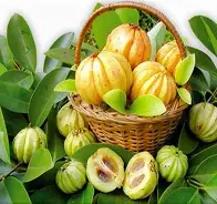 garcinia-cambogia